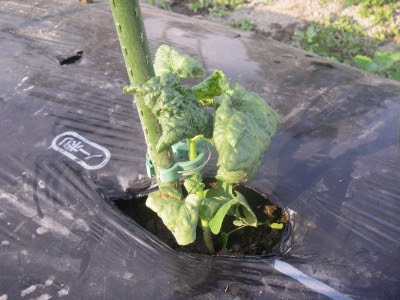アブラムシ駆除 オクラ 酔いどれ百姓 野菜作り 奮闘記