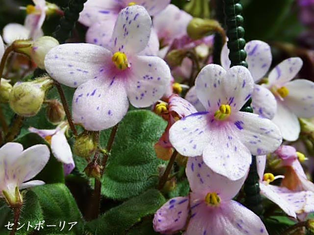 花図鑑 セントポーリア イワタバコ科アフリカスミレ属