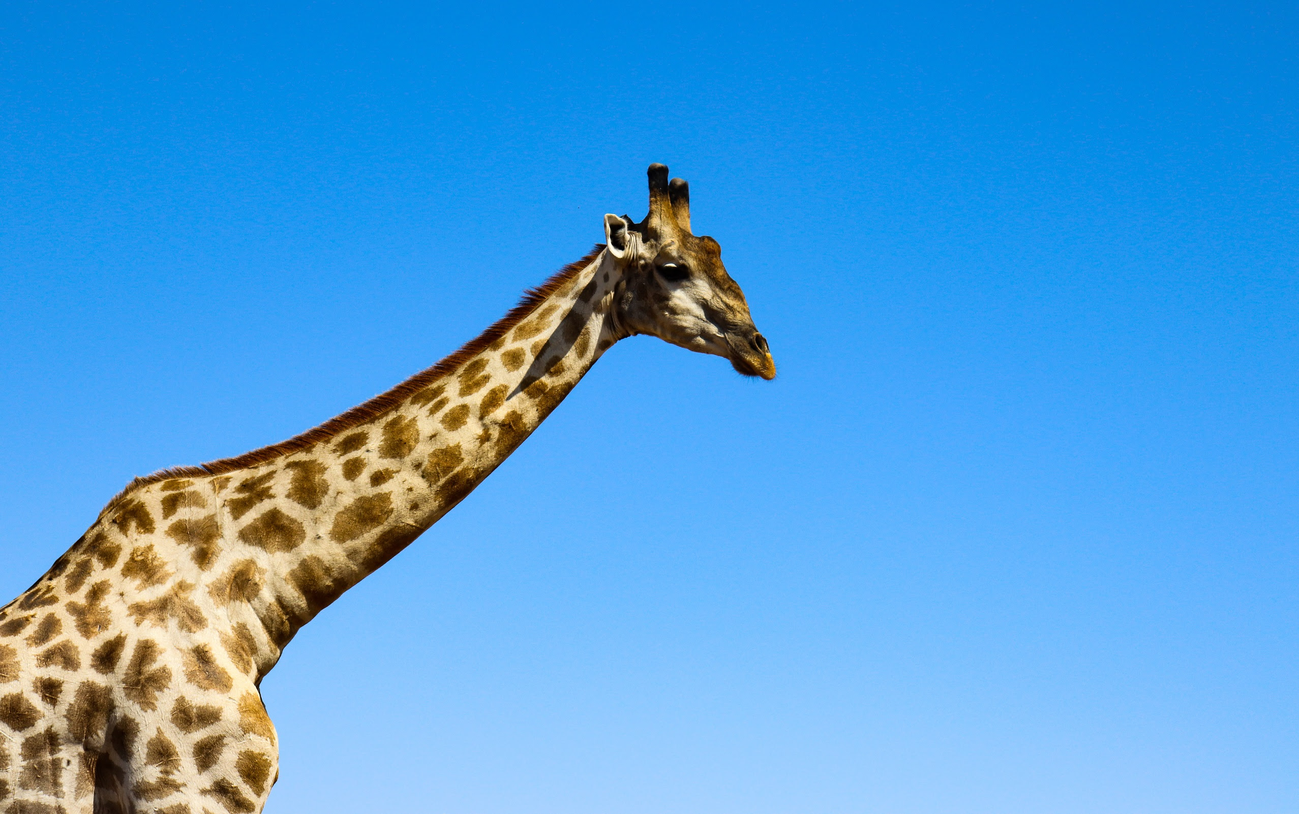 africa, chobe national park, safari