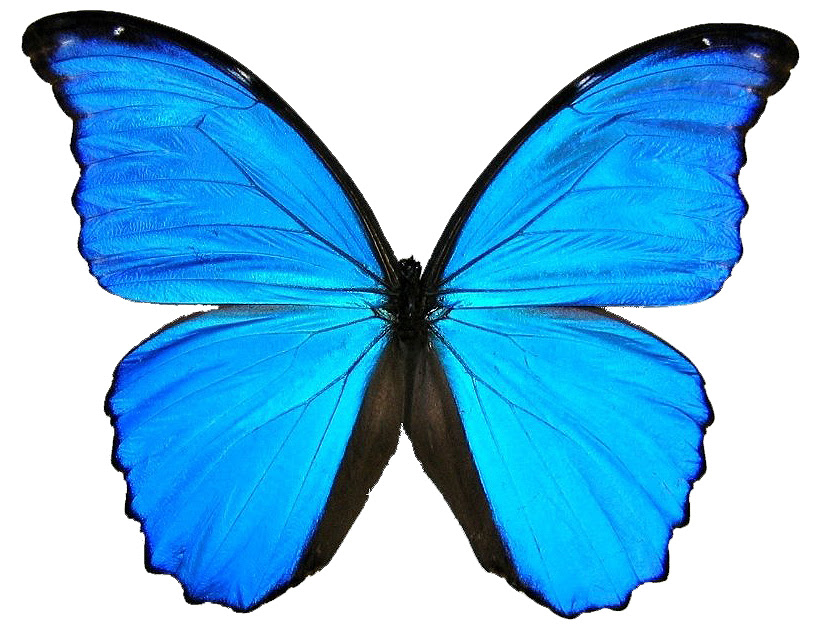 Free Free 295 Butterfly Emoji Svg SVG PNG EPS DXF File