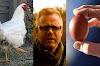 Científico inglés resuelve el dilema sobre qué fue primero, ¿el huevo o la gallina?