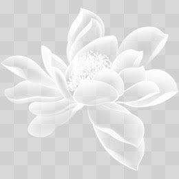 透明花图片素材 免费透明花png设计图片大全 图精灵