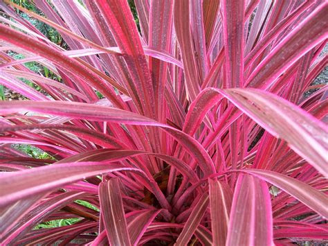 scientific cordyline electric pink common