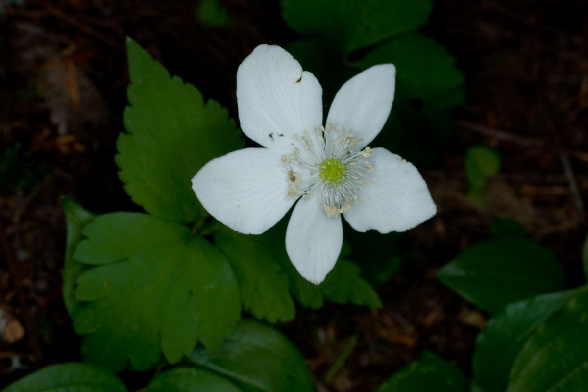 Three Leaved Anemone Anemone Deltoidea