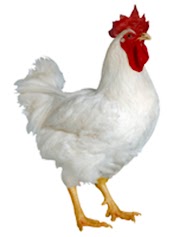 Kekinian 31+ Gambar Kartun Ayam Petarung