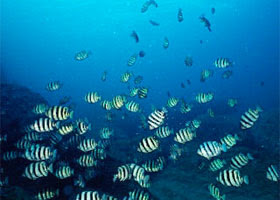Daiwa Fish World