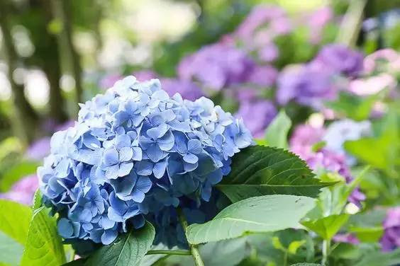 治癒的美學 日本鎌倉紫陽花 Ifuun