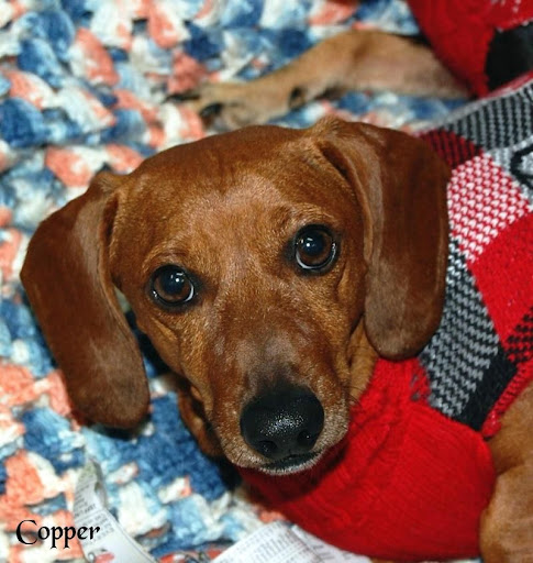 Second Chance Pet Rescue Grove Oklahoma