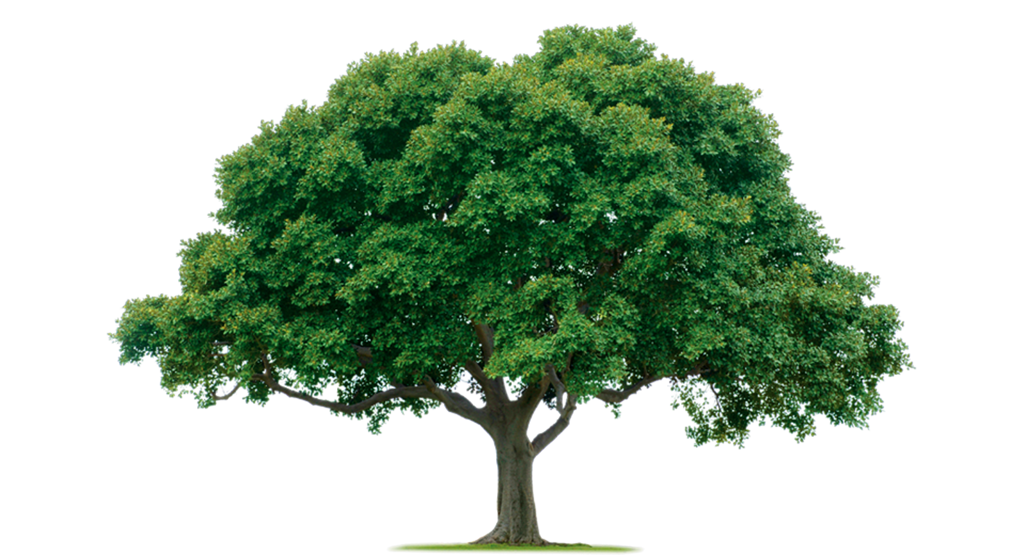 Download Home Tree | Free Images at Clker.com - vector clip art ...