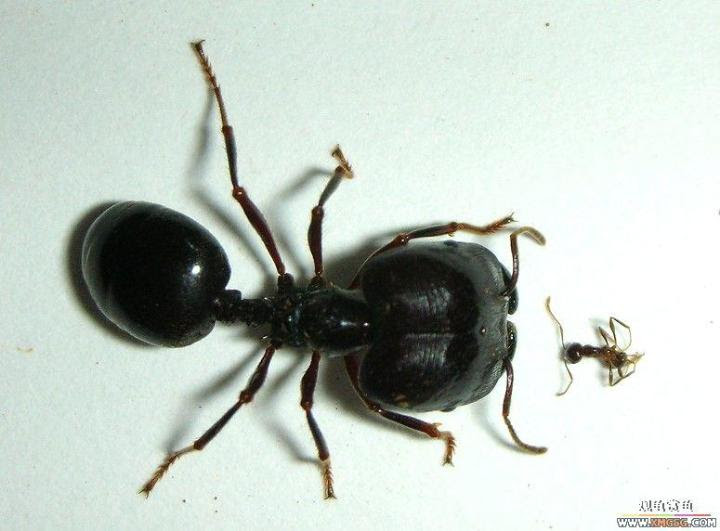 拟大头家蚁 王朝网络 Wangchao Net Cn