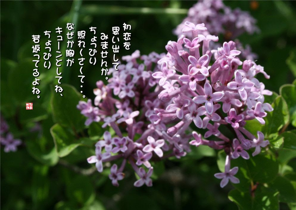 No 512 姫ライラック 花言葉 恋の芽生え 初恋 なおかつ フォトエッセイ