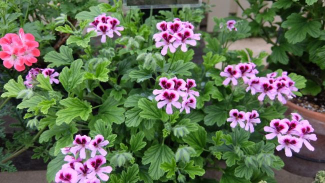 ゼラニウムの庭 展を開催します 百合が原公園