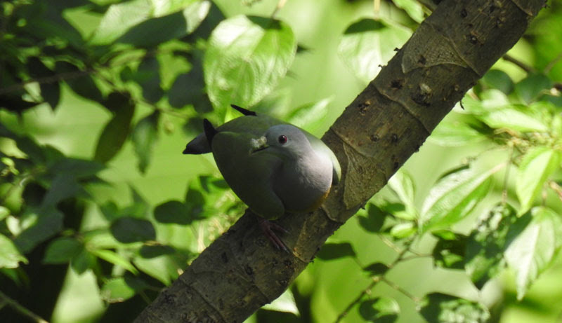 シンガポールの野鳥