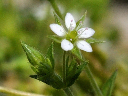 野山に咲く花の写真館