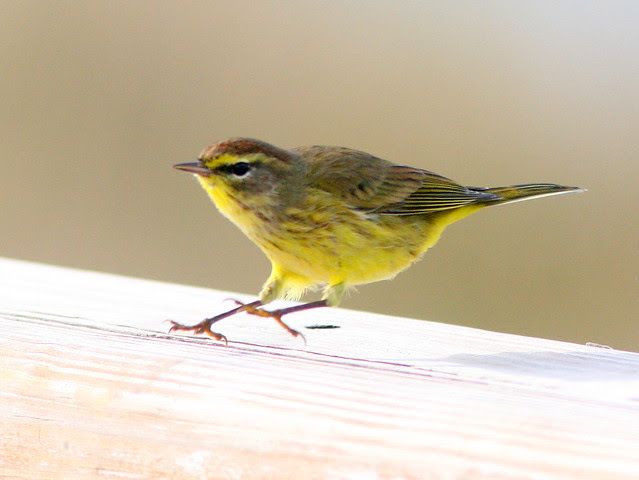 Yellow Palm Warbler 2-20091129