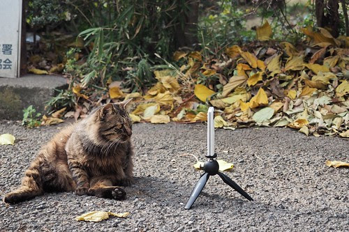 猫とTHETA