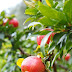 Pomegranate Tree Leaves : I planted a baby pom wonderful tree about a month ago and now i'm noticing that its leaves are turning yellow our zone here is 10 (san diego).