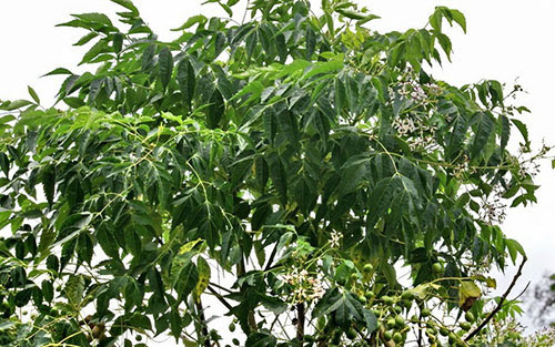 Tác dụng chữa bệnh tuyệt vời của cây sầu đâu