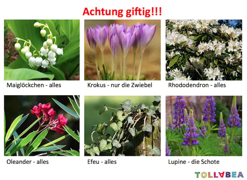 Giftige Pflanzen Vorsicht