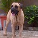 PZD Mogaji at 33mths