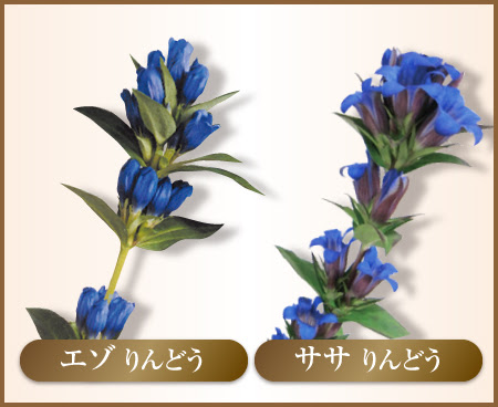 安代りんどう 安代のりんどうの紹介