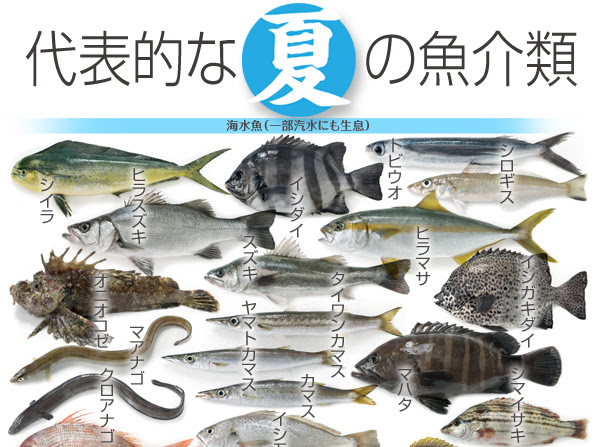 季節の魚 夏の魚介類 さかなや魚介類図鑑ブログ