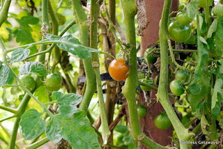 the-masters-garden-benguet.jpg