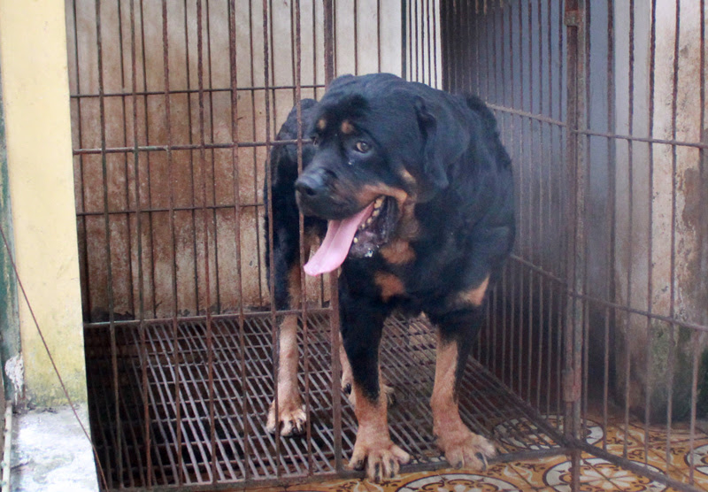Điểm mặt 5 giống chó được cảnh sát Việt Nam tuyển làm trợ thủ - 2