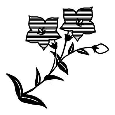 キキョウ4 コスモス キキョウ 桔梗 秋の花 無料 白黒イラスト素材