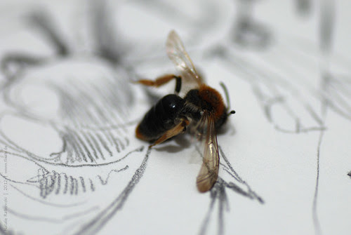 Bee, detail