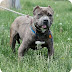 Bandog Bully Mix : Bully kutta mixed with american bulldog , dogo argentino and american pitbull.