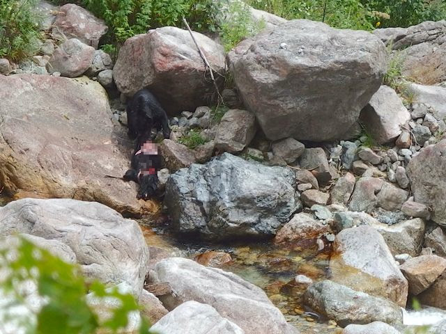 登山 裏剱遊歩 5 共食い中 のクマに遭遇 写真あり ぽん太のみちくさ精神科
