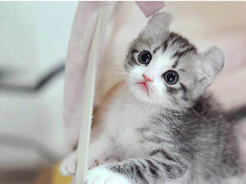 50 Gambar DP BBM Kucing Lucu, Imut & Gemesin | Berbagai Gadget