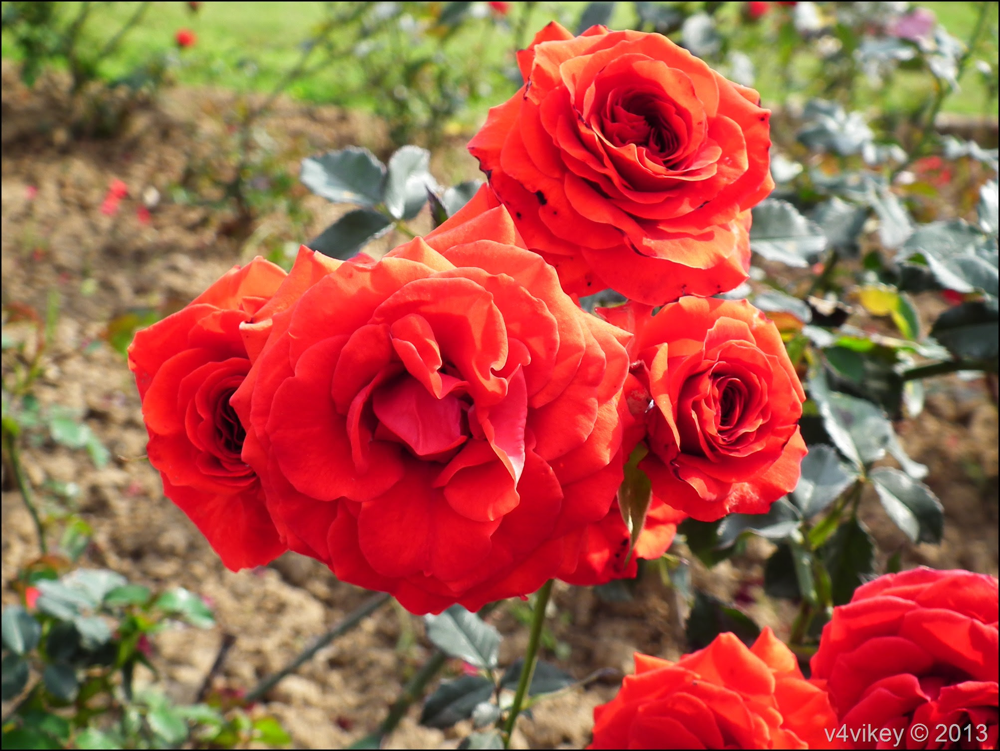 Bunch of Rose Flowers