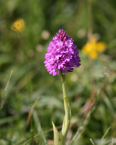 orchid flower pictures