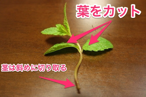 ミント栽培日記 １ 買ってきたミントを水耕栽培で育てる Nakaoji Net