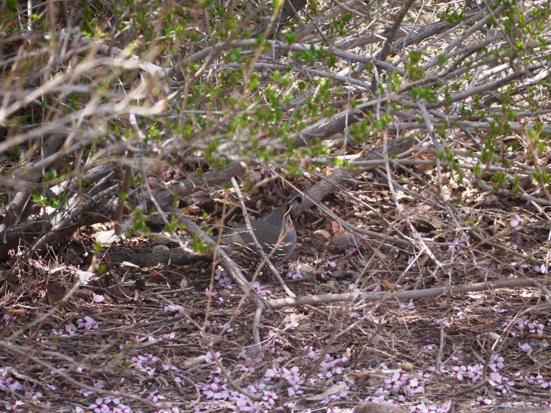after the hawk attack, lonely little quail dude