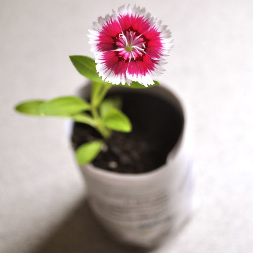 paper pots