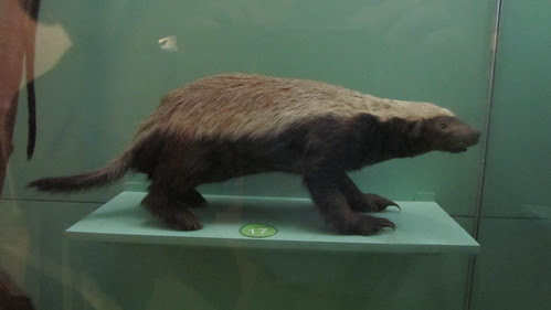 He doesn't care. In Nairobi National Museum