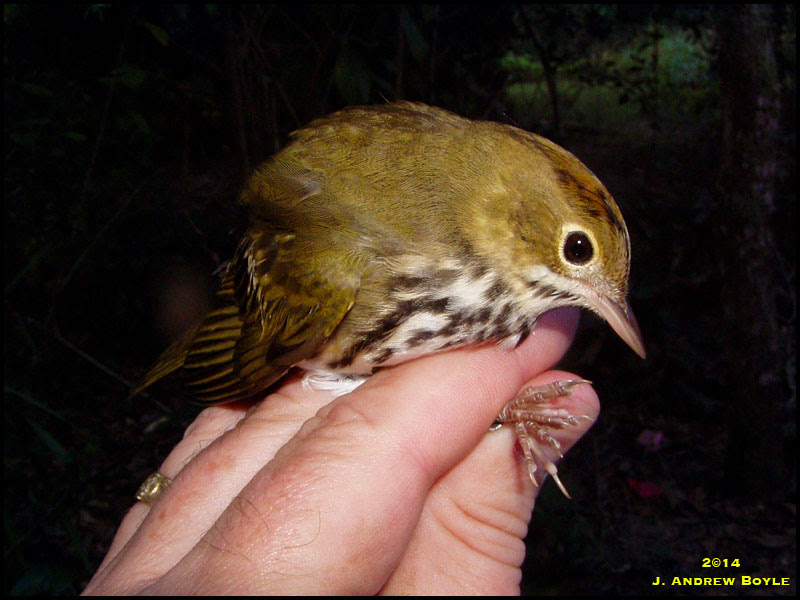 Ovenbird