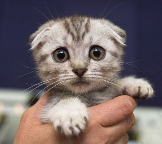 Clearly in need of being cheered up, this tiny kitten is so small it is being held in the grip of one hand. This moggy is so sad that its tiny, limp paws are simply draped over its owner's fingers, its ears have drooped down and its eyes look like they are on the verge of tears