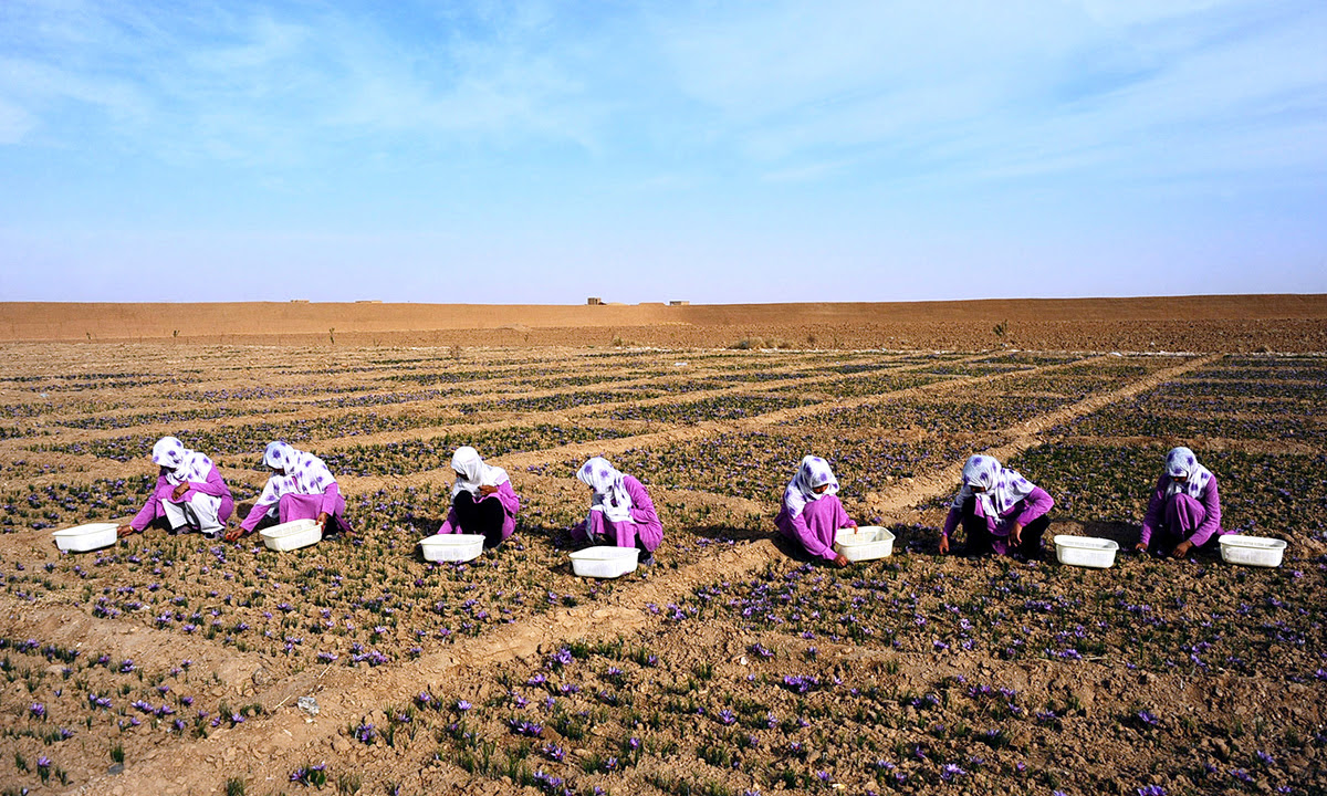  Afghan workers carry picked saffron flowers to be delivered to a farmer in the Ghoriyan District of Herat. - AFP 