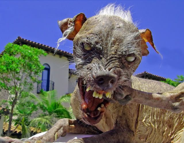 zombie dog Pictures, Images and Photos
