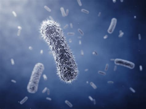 bacteria definition types infections