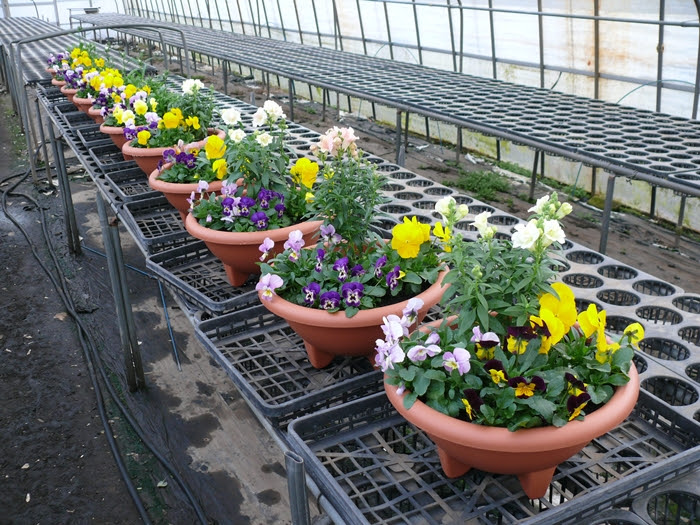 旅立ち前の寄せ植え金魚草とスミレ 十時花園 食卓菜園を提案