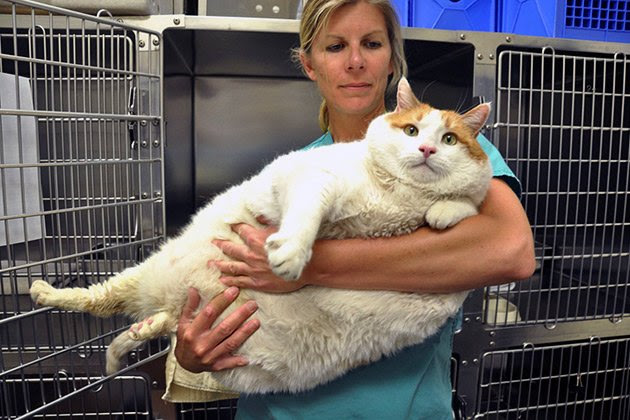 Seekor kucing yang mencuri perhatian publik setelah ketahuan bobotnya mencapai 17,69 kg meninggal karena komplikasi akibat kegemukan berlebihan pada Senin (7/5) lalu. Kematian kucing obesitas bernama Meow asal New Mexico ini dilaporkan oleh penampungan hewan tempat dia menjalani perawatan.