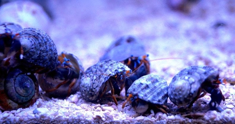 ヤドカリを飼育するうえでの注意点 海水魚やサンゴに悪影響はないの マリンアクアリウム総合情報サイト