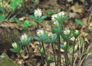 佐渡の花々 佐渡島の花トレッキング