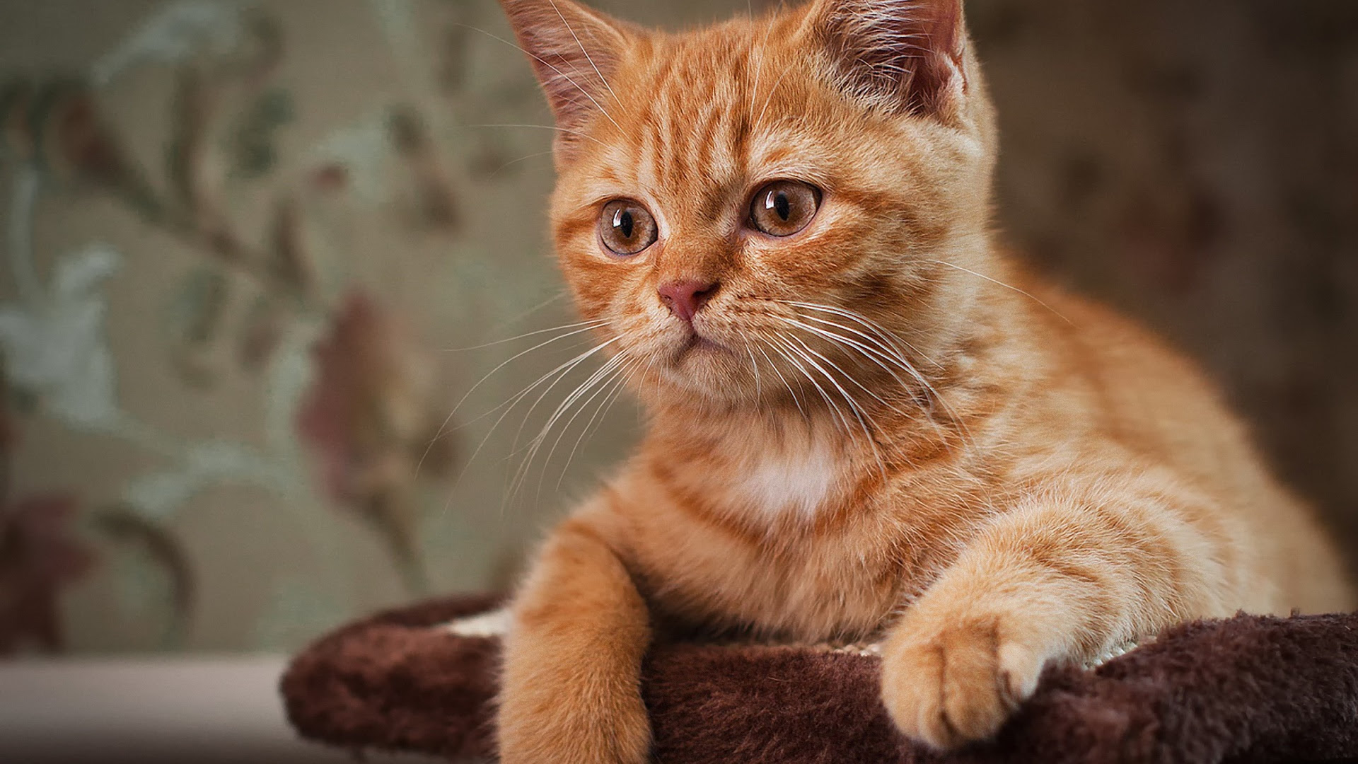 かわいい子猫 茶色の猫 デスクトップの壁紙 19x1080 壁紙をダウンロード Ja Hdwall365 Com