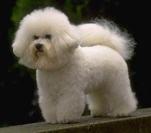 Primul Vaccin La Un Pui De Bichon Zooland Ro